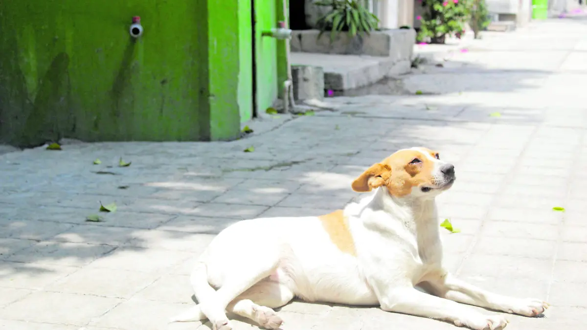 PERROS _ JAFET TERRAZAS  3_CMYK